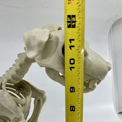 Halloween Dog Skeleton Canine Werewolf Prop Scary Haunted House Decoration 12″