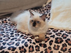 Oversized Leopard Print Sherpa Lined Pet Blanket 40″ x 60″