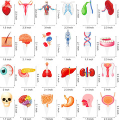 48Pcs Human Anatomy Party Cupcake Toppers Human Anatomy Body Part Birthday Party