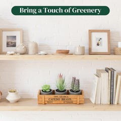 DomeStar Set of 3 Mini Potted Artificial Succulent Plants Faux Plant Green