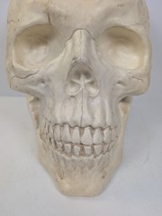 large Plastic Skull Head Scary Prop Skeleton 47cm L X 33CM W X 38CM D
