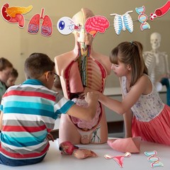 4 Strings 28 Pcs Anatomy Themed Hanging Banner, Human Body Parts Multi Color