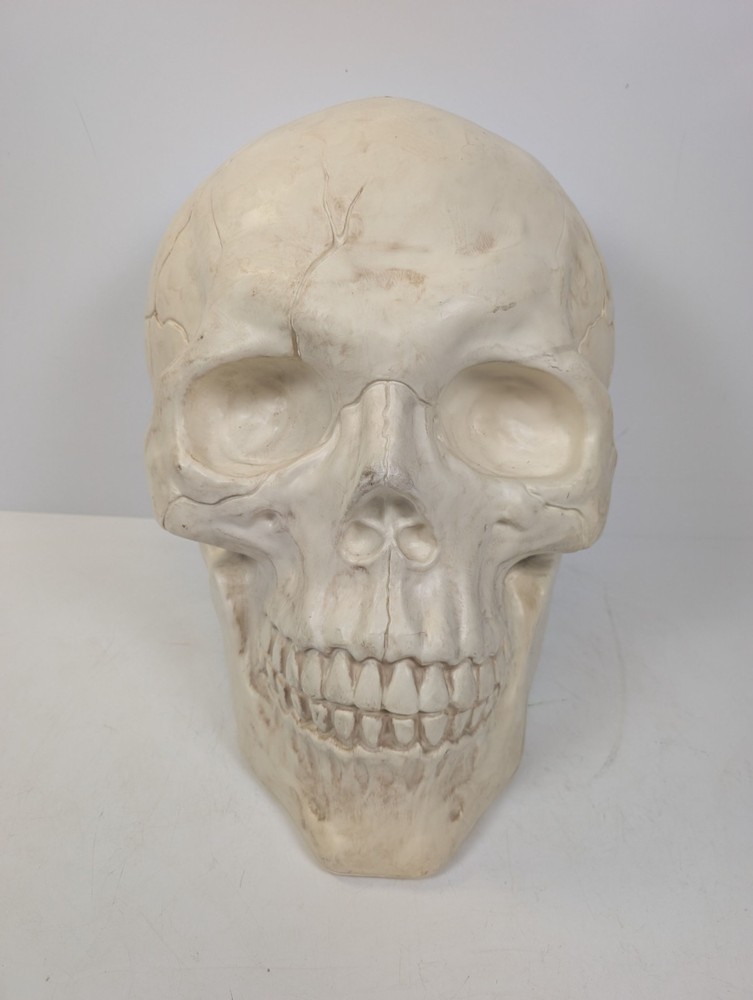 large Plastic Skull Head Scary Prop Skeleton 47cm L X 33CM W X 38CM D