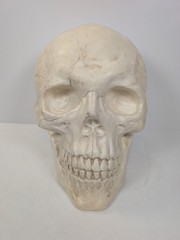 large Plastic Skull Head Scary Prop Skeleton 47cm L X 33CM W X 38CM D