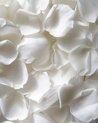 3.5oz REAL Rose Petals, Pearl White Freeze-Dried Petals Biodegradabel Wedding Na