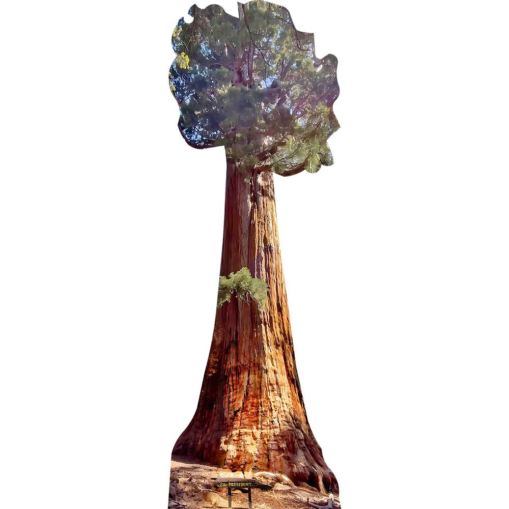 SP13151 The President Giant Sequoia Tree California Cardboard Cutout Standee Sta