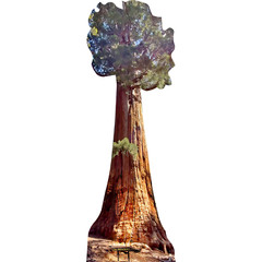 SP13151 The President Giant Sequoia Tree California Cardboard Cutout Standee Sta