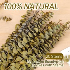 20 PCS Dried Eucalyptus Stems, 17» Natural Real Live Yellow