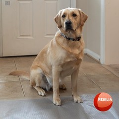 HugsandTails Pet Carpet Protector – Doorway 1’3″ x 4′ (Rectangular), Clear