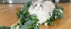 14 Pack Eucalyptus Garland, Artificial Greenery Garland Spring Faux Eucalyptus