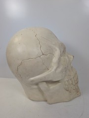 large Plastic Skull Head Scary Prop Skeleton 47cm L X 33CM W X 38CM D