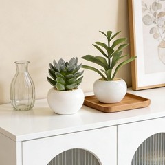 GREENTIME 6 2.5 inches (D) x (W) x 4.5 (H), Green-white Pot
