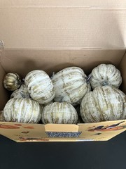 14 Pcs Assorted Fall Artificial Pumpkins – Gold & White Gold Brush White NEW!!