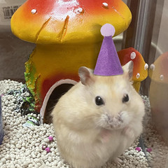 Mini Party Hats for Stuffed Animals – 12 Colorful Adjustable Cone Hats