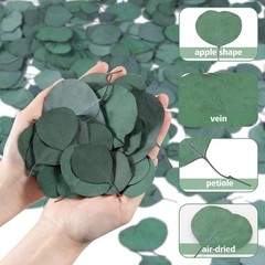 300PCS+ Real Eucalyptus Leaves for Shower – Sukh Dried Green