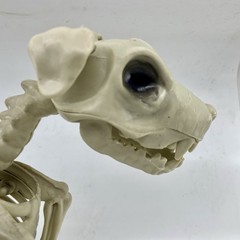 Halloween Dog Skeleton Canine Werewolf Prop Scary Haunted House Decoration 12″