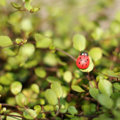 100-Pack Wooden Ladybug Stickers, Self-Adhesive Realistic 3D Decor for DIY Craft