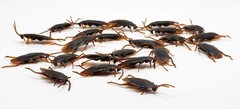 Fake Plastic Cockroaches Prank Toys Halloween Joke Bugs Party Decoration Props