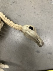 Halloween Skeleton VULTURE Buzzard Bird Animal Decorations Realistic Bones Prop
