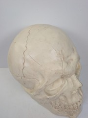 large Plastic Skull Head Scary Prop Skeleton 47cm L X 33CM W X 38CM D