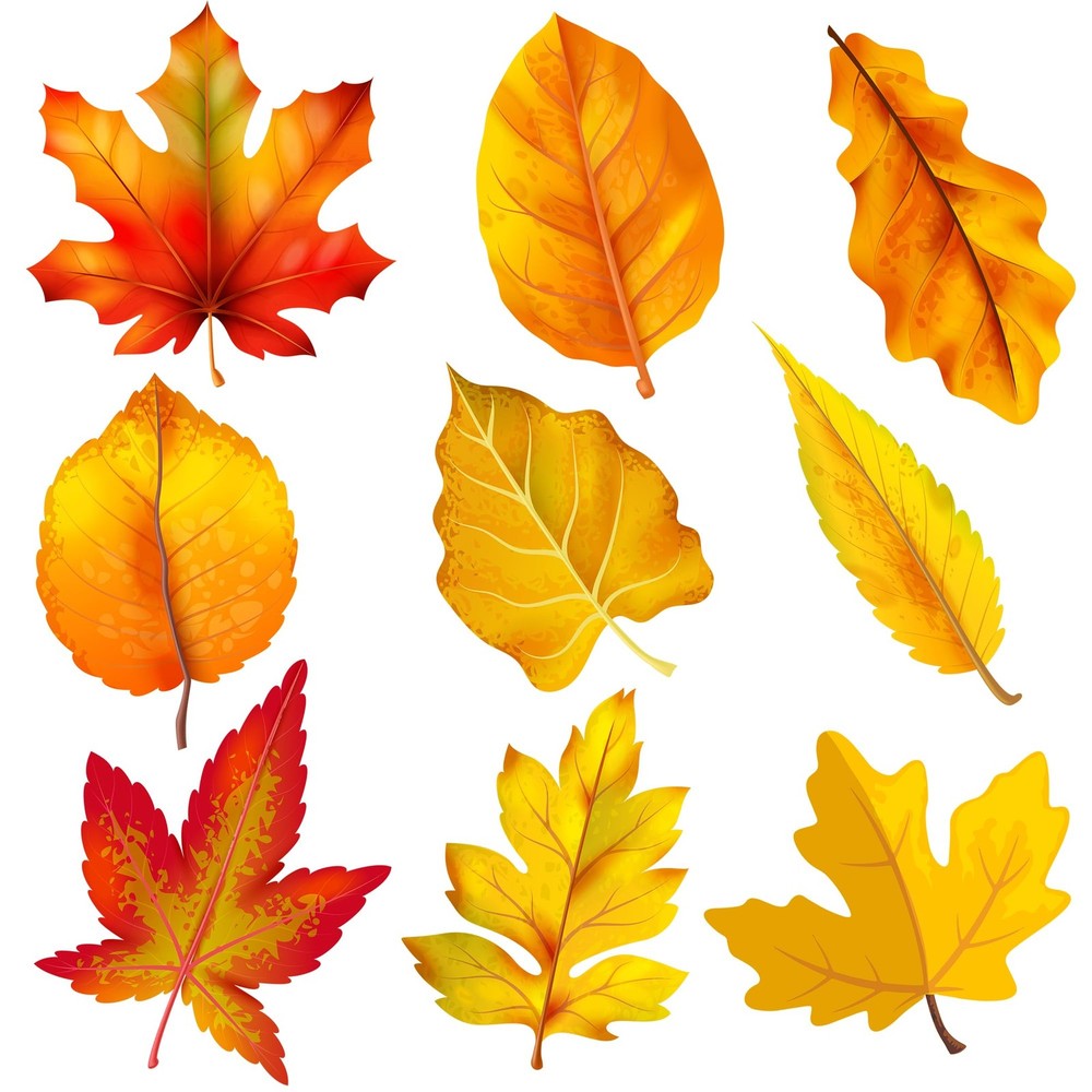 Autumn Thanksgiving Fall Maple Leaves Cutouts Bulletin Board Decor 45 Pack