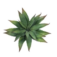 Gcrdplat Artificial 11 inches (L) x 11 (W) x 9.8 (H), Green