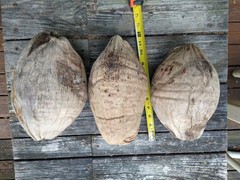 Whole Coconut Shell & Husk Giant 11″ Natural Dried Rustic Tiki Decor Lot of 3