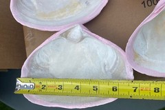 Jumbo Shells Gender Reveal , Baby Shower , Decor , Centerpiece, Craft Pink (6)