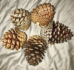 5 PCS Natural Pine Cones (Medium) 5 to 8cm FOR ALL SEASONS