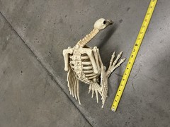 Halloween Skeleton VULTURE Buzzard Bird Animal Decorations Realistic Bones Prop