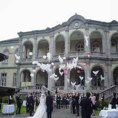 12 Piece Dove Large White Peace Balloons, Pigeon Bird Balloons for Wedding En…