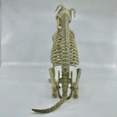 Halloween Dog Skeleton Canine Werewolf Prop Scary Haunted House Decoration 12″