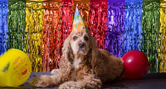 Rainbow Party Decorations, 4 Pack Foil Fringe Table Skirts | Wavy Metallic