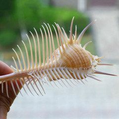Natural Conch Sea Shells Seashells For Home Decorations,Fish Tank Collector