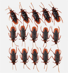 10Pcs Fake Roaches Realistic Plastic Roach Bugs Fake Cockroaches Insect USA
