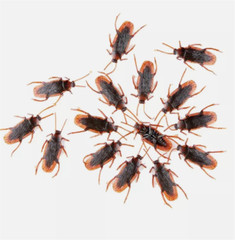 10/30/50X Halloween Fake Plastic Cockroaches Toy Joke Creepy Toy Decor Prop US