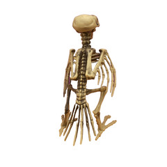 CROW SKELETON BIRD Poseable Wings & Jaw Prop Decoration 7.25″ Distressed