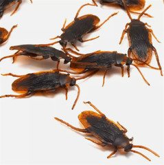 10Pcs Fake Roaches Realistic Plastic Roach Bugs Fake Cockroaches Insect USA