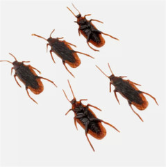 10Pcs Fake Roaches Realistic Plastic Roach Bugs Fake Cockroaches Insect USA