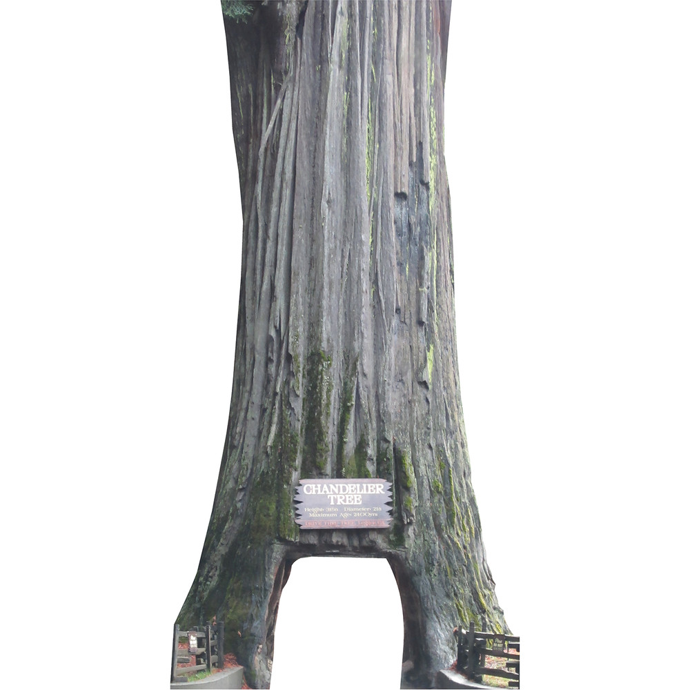 H13680 Chandelier Tree Coast Redwood Leggett California Cardboard Cutout Standee