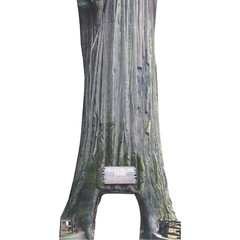 H13680 Chandelier Tree Coast Redwood Leggett California Cardboard Cutout Standee
