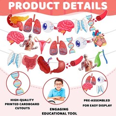 4 Strings 28 Pcs Anatomy Themed Hanging Banner, Human Body Parts Multi Color