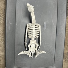 Halloween Skeleton VULTURE Buzzard Bird Animal Decorations Realistic Bones Prop