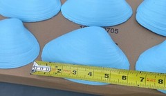 Jumbo Shells Gender Reveal , Baby Shower , Decor , Centerpiece, Blue (6)