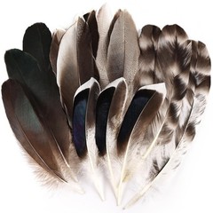 Daieeparty 15pcs Pheasant Feathers 5-8inch Natural Craft Feather for Home Dec…
