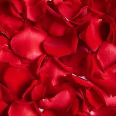 340 PCS Real Red Rose Petals, 3.17oz Dried Flower Confetti Petals for Wedding…