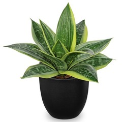 Hollyone Artificial Snake Plants 9″ Faux Agave 9 inches, Green #3-black Pot