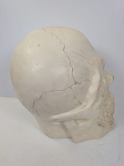 large Plastic Skull Head Scary Prop Skeleton 47cm L X 33CM W X 38CM D