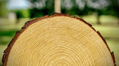 Set of 10 Medium 9-11″ Wood Slices for Centerpieces! Wedding and Baby Shower …