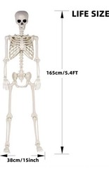 Halloween Oversized Poseable Full Life Size Human Skeleton Decoration